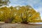 Trees dressed in yellow leaves during Autumn at Pines Beach, Lake Tekapo