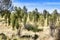 Trees and dry grass in Australian outback