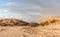 Trees in a dry riverbed, Namibia