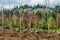 Trees dug and baled at a nursery