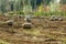 Trees dug and baled at a nursery