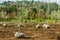 Trees dug and baled at a nursery