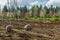 Trees dug and baled at a nursery