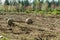 Trees dug and baled at a nursery