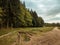 Trees at the edge of a forest with a country road.