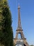 Trees with Eiffel tower in a morning