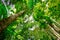 Trees in the El Yunque Rain Forest, Puerto Rico