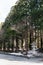 Trees in entrance way of Hokkaido Shrine Hokkaido Jingu with tourists in winter in Sapporo. Hokkaido, Japan