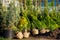 Trees in the evergreen nursery garden