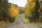 Trees in fall color along a dirt road in northern Minnesota