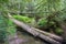 Trees fallen over a creek