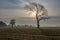Trees in farmland in Sussex, on a misty winter\\\'s morning