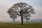 Trees in farmland in Sussex, on a misty winter\\\'s morning