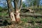 Trees felled by beavers