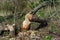 Trees felled by beavers