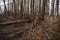 Trees felled by beavers