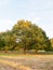 Trees in field background sun light green pretty nature