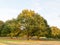 Trees in field background sun light green pretty nature