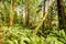 Trees and a field of ferns along a forest pathway on Salt Spring Island