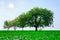 trees in a field. Generation growth legacy family concept