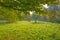 Trees in a field in the light of a humid sunrise in summer