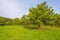 Trees in a field in the light of a humid sunrise in summer