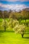 Trees in a field in rural York County, Pennsylvania.