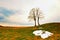 Trees in field in spring