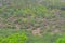 Trees and Fields at Ralamandal Wildlife Sanctuary, Indore, Madhya Pradesh