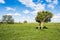 Trees in a flat rural landscape