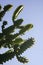 Trees and flowers of Euphorbia antiquorum Linn.Triangular Spurge