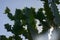 Trees and flowers of Euphorbia antiquorum Linn.Triangular Spurge