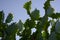 Trees and flowers of Euphorbia antiquorum Linn.Triangular Spurge