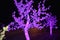 Trees in fluorescence illumination