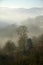 Trees_on_fog