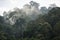 The Trees with fog after raining on the hill in tropical rain forest of Hala Bala wildlife sanctuary.