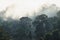 The Trees with fog after raining on the hill in tropical rain forest of Hala Bala wildlife sanctuary.