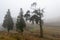 Trees in fog and yellow meadows