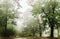 Trees in the foggy and cloudy forest.