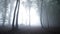 Trees in the fogy forest with nature sounds