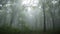 Trees in the fogy forest with nature sounds
