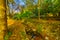 Trees, foliage, and Kesalon Stream, in En Hemed National Park