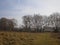 Trees in the foreground,birch forest,forest  behind row of trees, contry dirt road, autumn, tree shadows