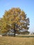 Trees in the foreground,birch forest,forest  behind row of trees, contry dirt road, autumn, tree shadows