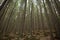 Trees in the forest. Beautiful rocky path in pine forest