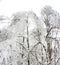 Trees in the forest bent under the weight of snow