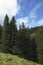 Trees in the forest with blue sky and white clouds