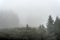 Trees and forest in the fog and mist in the hills of Switzerland