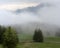 Trees and forest in the fog and mist in the hills of Switzerland