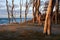 Trees a forest on a high grassy dune over the sea in the evening light.